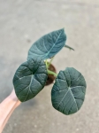 Alocasia maharani - M