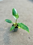 Philodendron White Princess - S