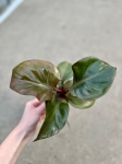 Philodendron Red Heart