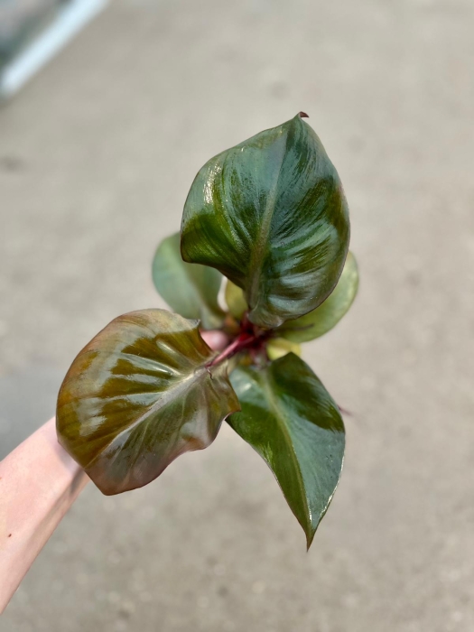 Philodendron Red Heart