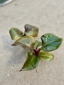 Philodendron Red Heart