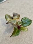 Philodendron Red Heart