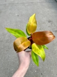Philodendron Sun Red