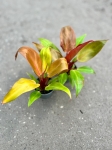Philodendron Sun Red