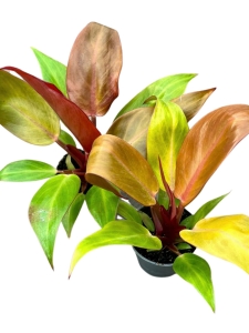 Philodendron Sun Red/Cherry Red - S