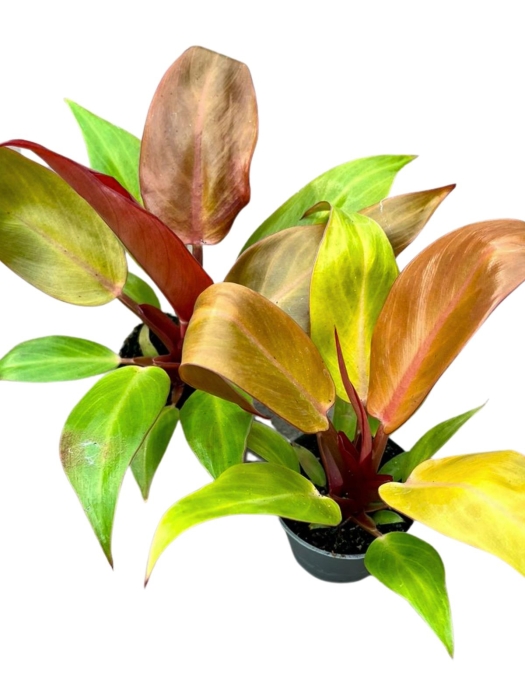 Philodendron Sun Red