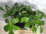 Philodendron florida - zdjęcie poglądowe gatunku