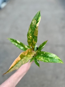 Philodendron Ring Of Fire - M