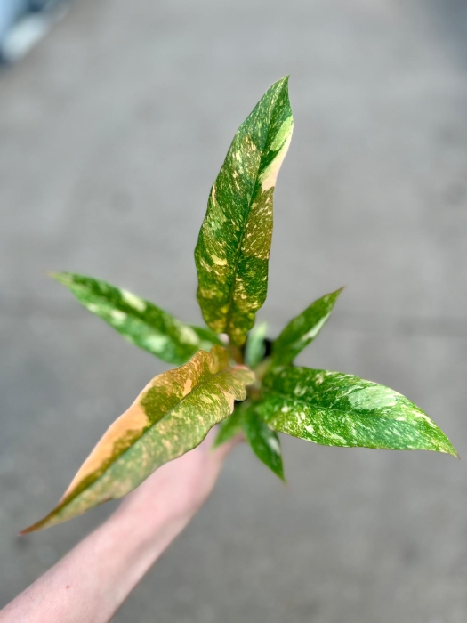 Philodendron Ring Of Fire - M