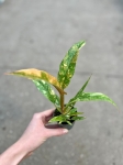Philodendron Ring Of Fire - M