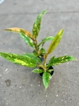 Philodendron Ring Of Fire - M