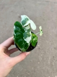 Alocasia Frydek Variegata - S