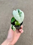 Alocasia Frydek Variegata - S