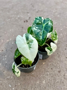 Alocasia Frydek Variegata - S