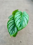 Philodendron mamei - M