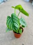 Philodendron mamei - M