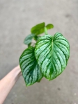 Philodendron mamei - M