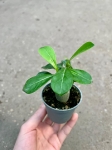 Adenium obesum "Róża pustyni"