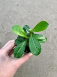 Adenium obesum "Róża pustyni"