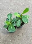Adenium obesum "Róża pustyni"