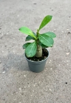 Adenium obesum "Róża pustyni"