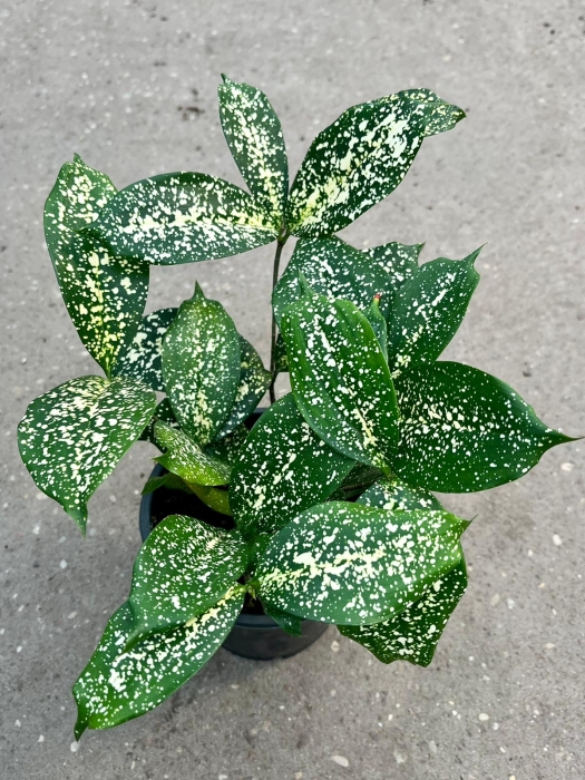 Dracena surculosa Florida Beauty
