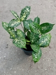 Dracena surculosa Florida Beauty