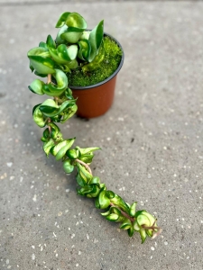 Hoya compacta Mauna Loa - M