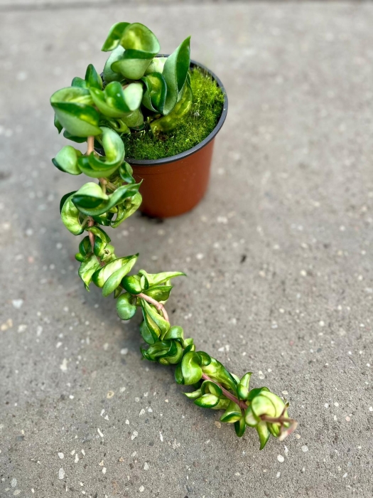 Hoya compacta Mauna Loa