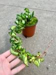 Hoya compacta Mauna Loa