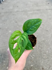 Monstera esqueleto - S