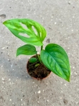Monstera esqueleto - S