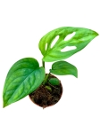 Monstera esqueleto - S