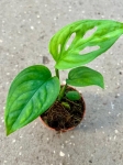 Monstera esqueleto - S
