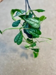 Monstera siltepecana - M