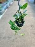 Monstera siltepecana - M
