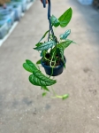 Monstera siltepecana - M