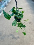 Monstera siltepecana - M