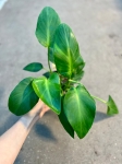 Philodendron rugosum Abberant Form