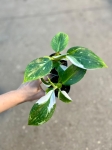 Philodendron White Wizard