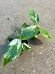 Philodendron White Wizard