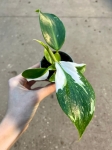 Philodendron White Wizard