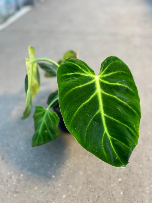 Philodendron luxurians