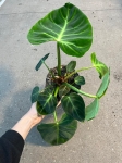 Philodendron luxurians