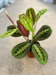  Maranta leuconeura fascinator - M