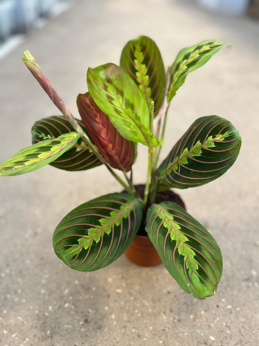 Maranta leuconeura fascinator