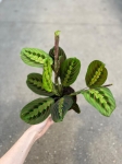 Maranta leuconeura fascinator