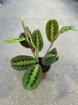 Maranta leuconeura fascinator