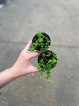 Senecio rowleyanus - Starzec Rowleya