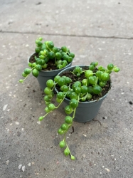 Senecio rowleyanus - Starzec Rowleya